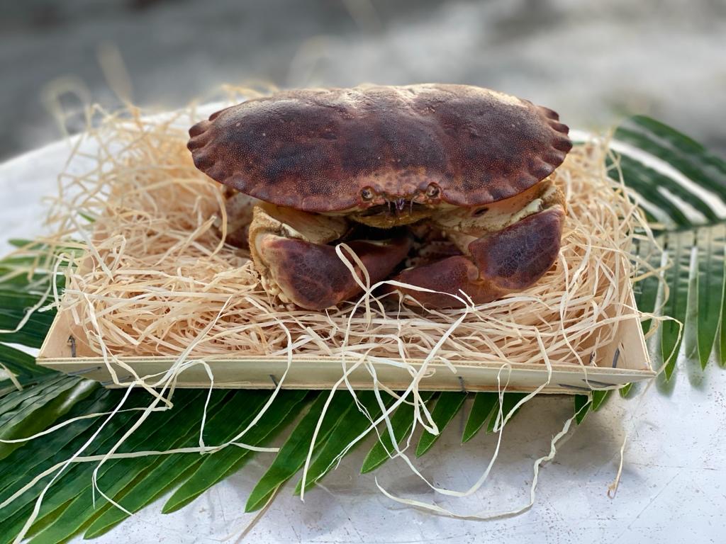 Tourteau vivant la pièce entre 600 gr et 1 kg